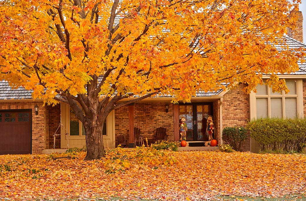 Year-Round Yard Care for Fall